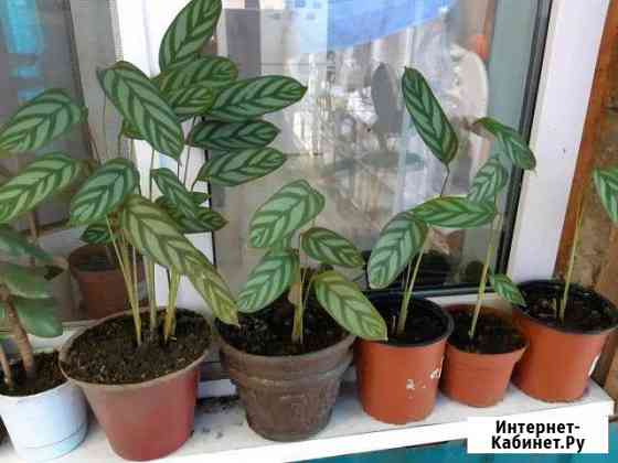 Цветы Ставрополь