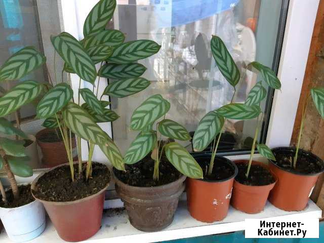 Цветы Ставрополь - изображение 1