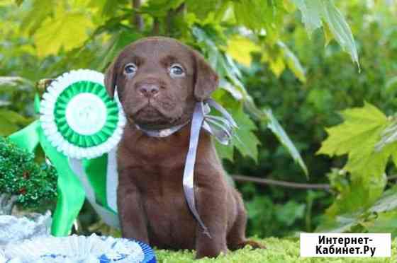 Щенки лабрадора Москва