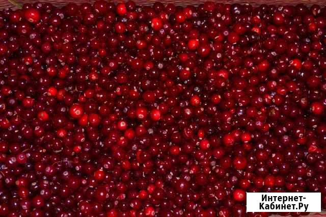 Клюква Новокузнецк - изображение 1