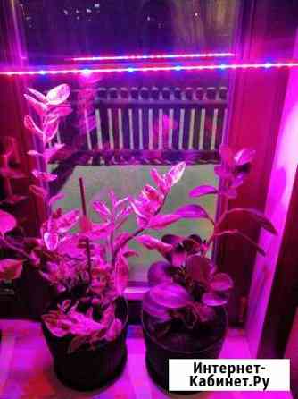 Фитолампа для растений Владимир