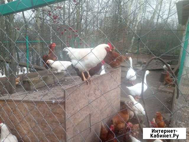 Продам молодых петушков Фрязино - изображение 1
