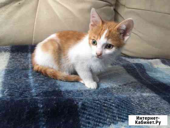 Рыжий котёнок 3 мес Новосибирск