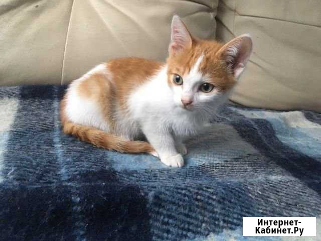 Рыжий котёнок 3 мес Новосибирск - изображение 1