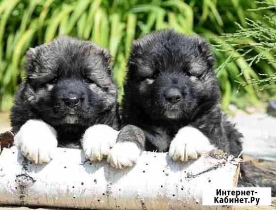 Продажа щенков кавказских овчарок из питомника Оренбург