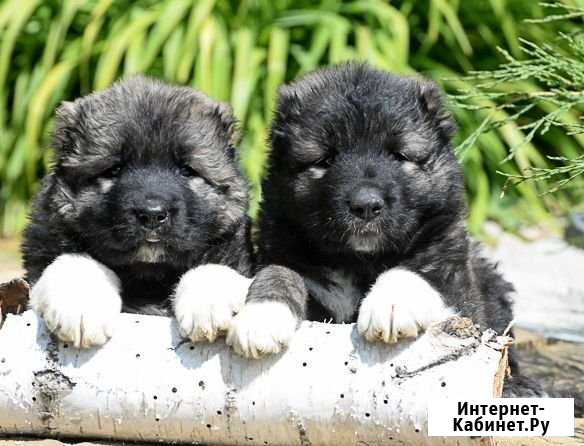 Продажа щенков кавказских овчарок из питомника Оренбург - изображение 1
