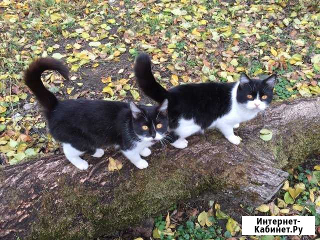 Котик и кошечка ищут дом Тихорецк - изображение 1