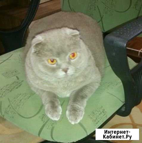 Отдам кота в хорошие руки Пятигорский - изображение 1