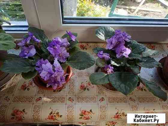 Фиалка Курск