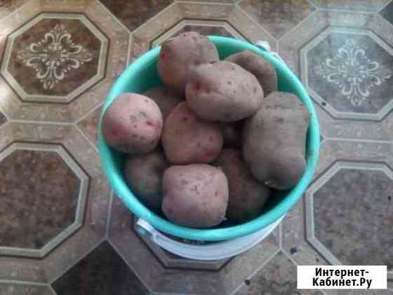 Продам картофель Бодайбо