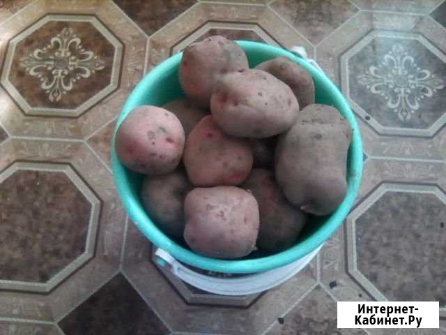 Продам картофель Бодайбо - изображение 1