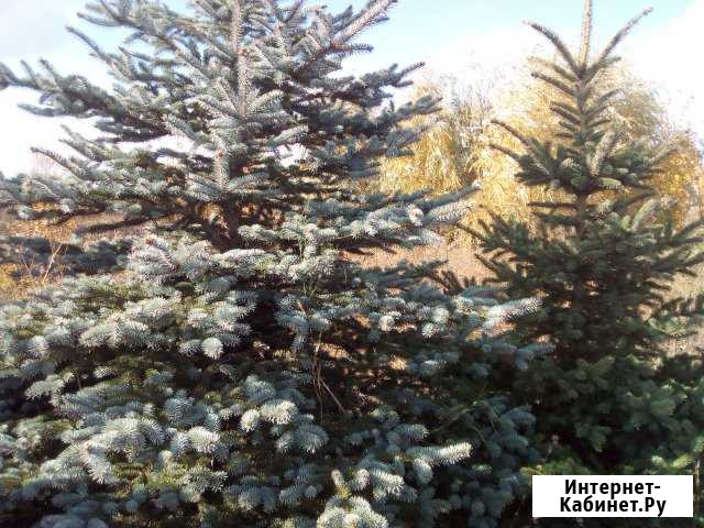 Новогодняя Ель голубая высота 3-4м Мичуринск - изображение 1