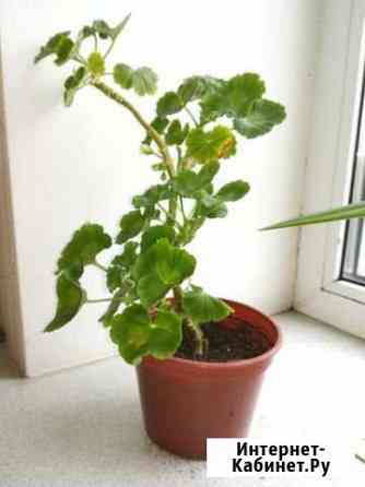 Пеларгония герань Смоленск