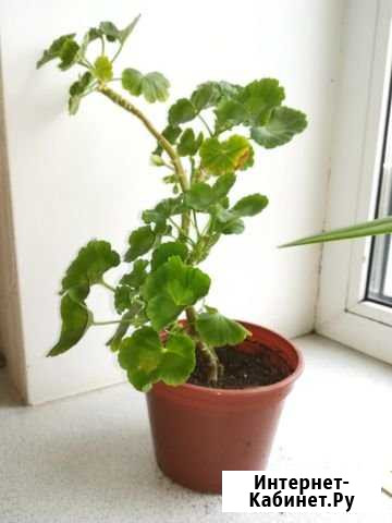 Пеларгония герань Смоленск - изображение 1