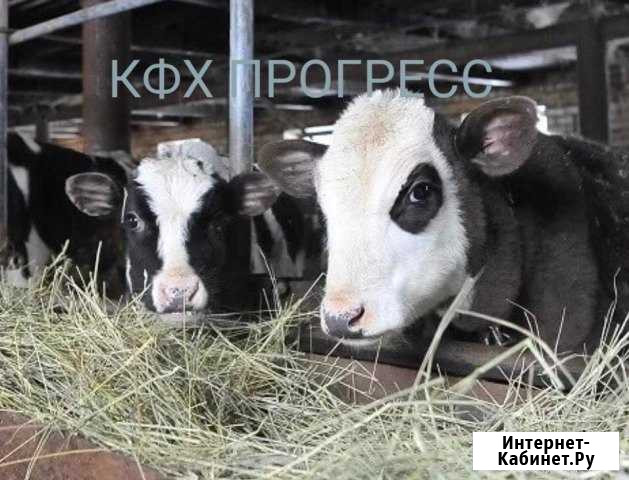 Бычки телята Воронеж - изображение 1