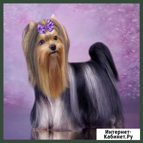 Мерле йорк девочка золотая Москва - изображение 1