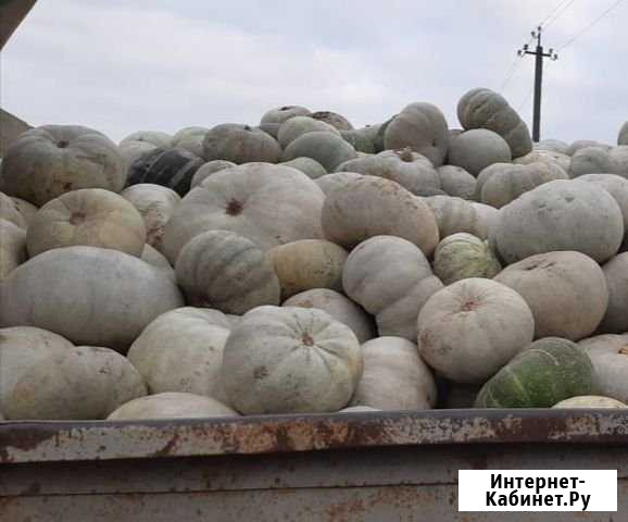 Тыква Грозный - изображение 1