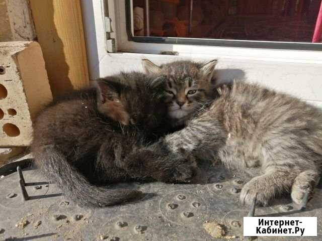 Котята Волжский Волгоградской области - изображение 1