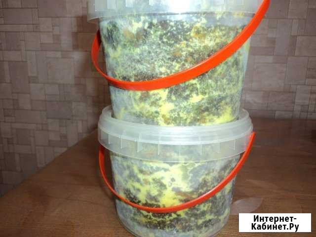 Командорские белые грибы Петропавловск-Камчатский - изображение 1