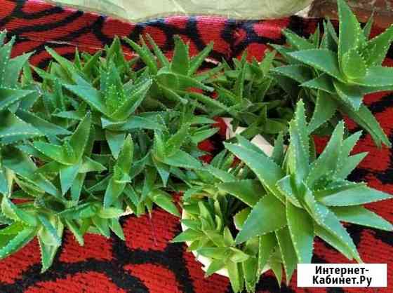 Алоэ Оренбург