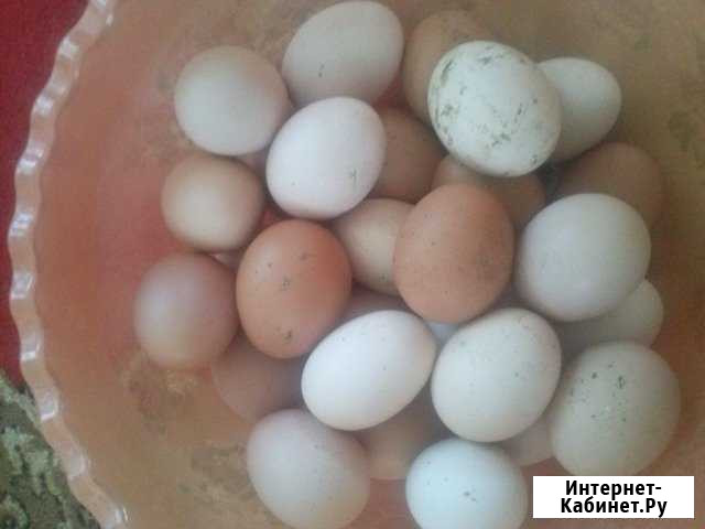 Яйцо куриное (домашнее) Железногорск - изображение 1