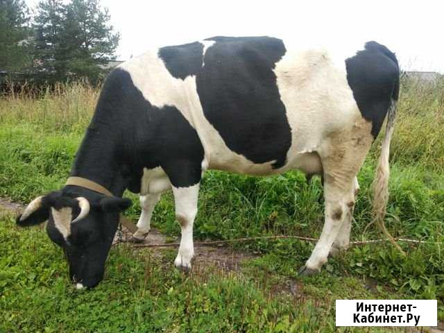 Продам молочную корову и телку от нее Осташков - изображение 1