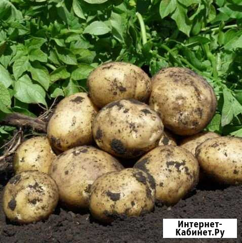 Картофель высокого качества Доставка Уфа - изображение 1