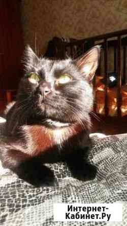 Кот в добрые руки Брянск