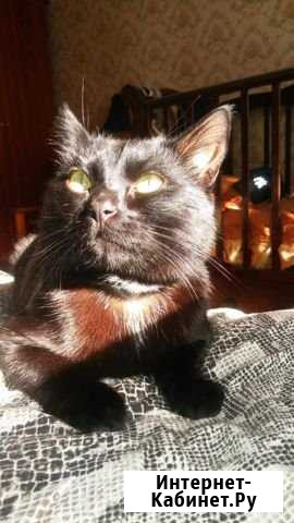 Кот в добрые руки Брянск - изображение 1