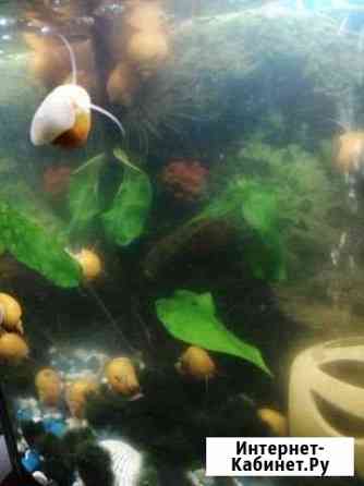 Улитки Набережные Челны