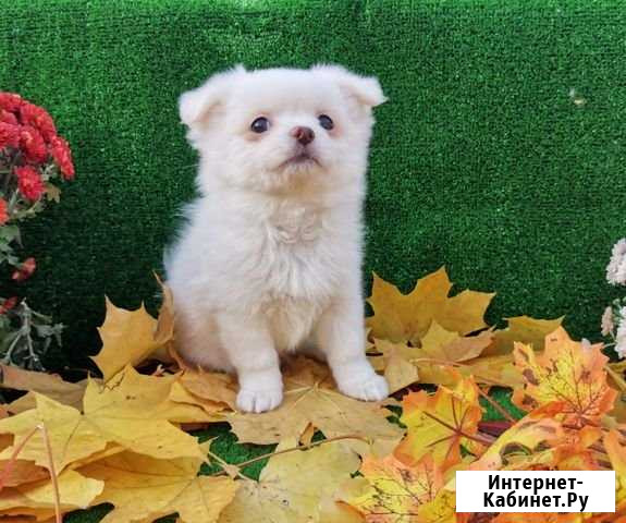 Красивые детки чихуахуа Белгород - изображение 1