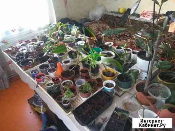 Комнатные цветы (список в объявлении) Калининград