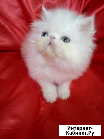 Котята Старый Оскол - изображение 1