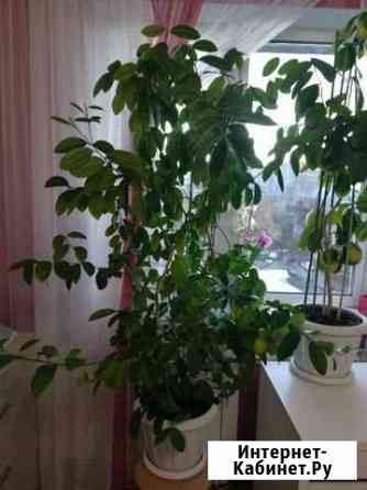 Мандариновое дерево с плодами квартира/офис Владимир