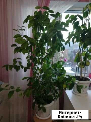 Мандариновое дерево с плодами квартира/офис Владимир - изображение 1