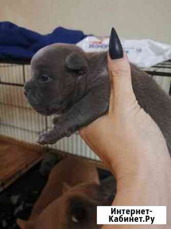 Щенки Американского Булли Воронеж