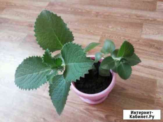 Продам мяту Чита