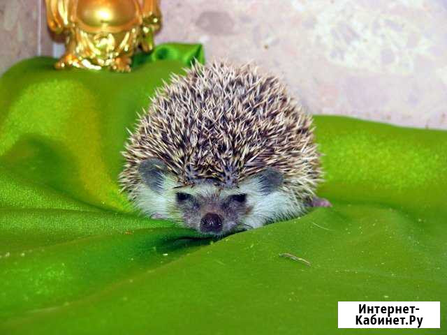 Ежик Африканский, карликовый еж Москва - изображение 1