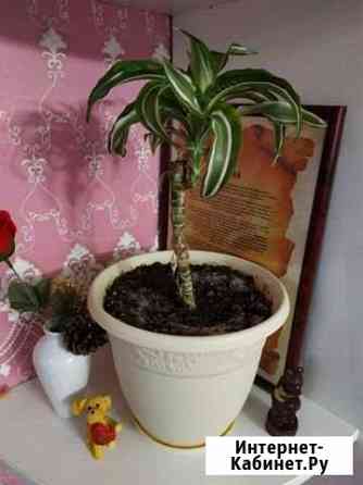 Драцена Тюмень