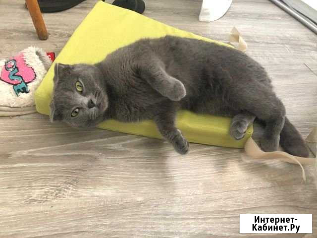 Отдам кошка Монино - изображение 1