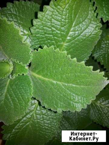 Мята Чита - изображение 1