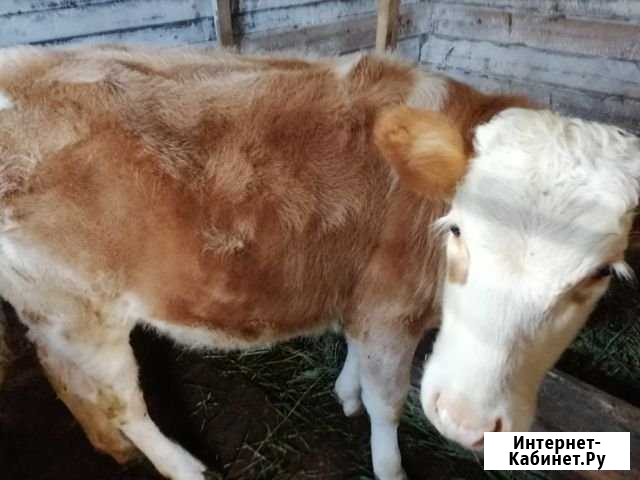 Тёлочка Звенигород - изображение 1