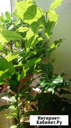Кофейное дерево Нижний Новгород