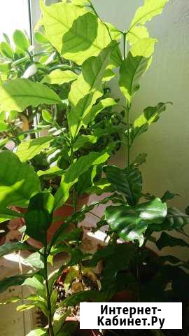 Кофейное дерево Нижний Новгород - изображение 1