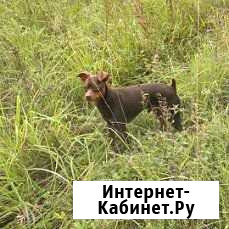 Щенки цвергпинчера Хотьково - изображение 1