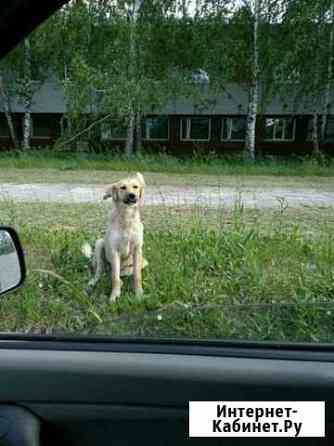 Собака Ульяновск