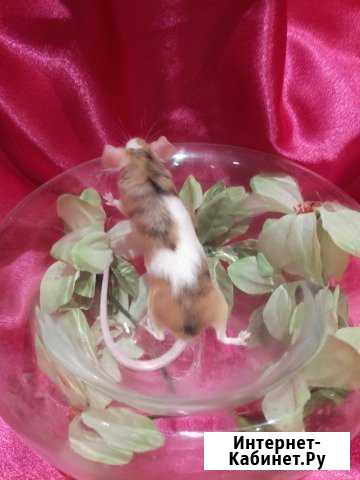 Мышата, мышки сатиновые, блестящие,разноцветные Москва - изображение 1