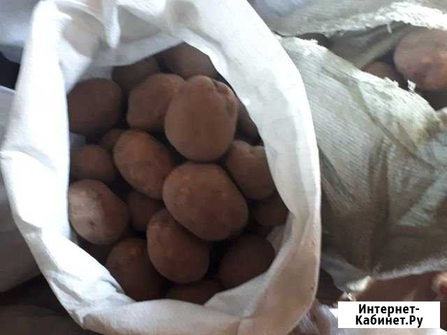 Продам картошку Ижевское - изображение 1