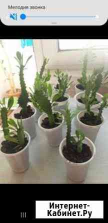 Кактус Краснодар