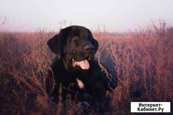 Испанский Мастиф Детки Воронеж